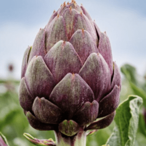 Close-up of a purple artichoke bud on a plant.